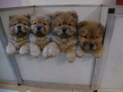 Amazing AKC Chow Chow puppies