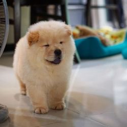 Adorable looking litters of Chow Chow
