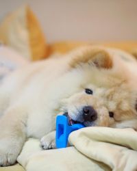 Cute male and female chow chow pups