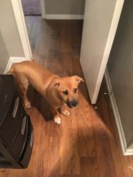 Chow and lab mixed 4 months old trying to find a really good home