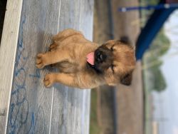 Chowchow puppy for sale