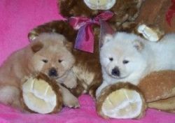 Super Chow Chow Puppies