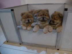 Adorable Chowchow Puppies