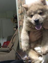 Chow Chow for sale