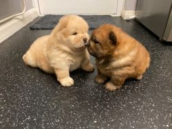Healthy Chow Chow Puppies