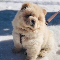 Beautiful male and female chow chow pups