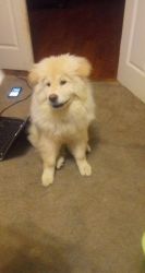 2 year old Chow for sale