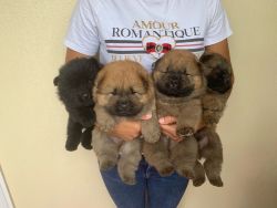Chow Chow puppies for adoption