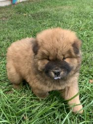 Chewy the Chow Chow