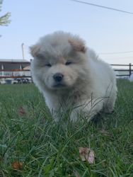 Everest the Chow Chow