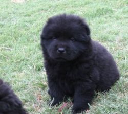 Pure Breed Chow Puppies