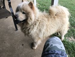 Male and female chow chow