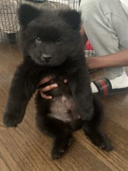 2 month old Chow Chow