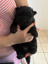 Beautiful black and red chow chow puppies