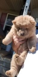 Chow Chow puppies need a home