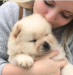 Health tested Chow Chow Puppies
