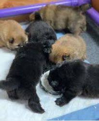 Adorable baby chow chows