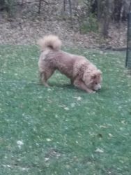Rehoming chow chow