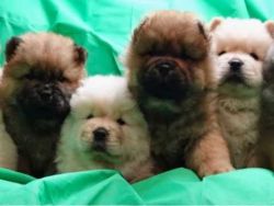 Beautiful Purebred Chow Chow Pups For Sale