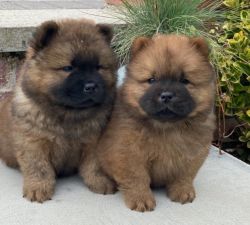 Beautiful Chow Chow Puppies For Adoption