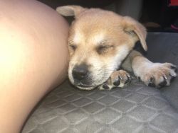 He is a sweet little puppy that I found in the road lost and afraid