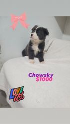 Chowsky Puppies available