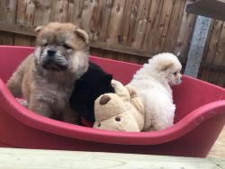Chow Chow puppies for adoption