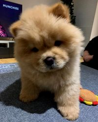 Chowchow ready for home