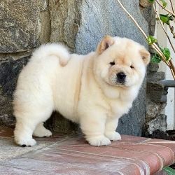 Lovely Chow Chow puppies