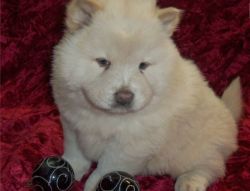 We have a beautiful litter of 8 Chow Chow pups.