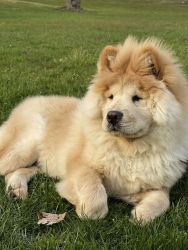 Chow chow for adoption