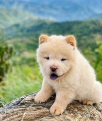 Lovely Chow chow puppies for you l