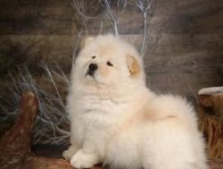 Potty Trained Chow Chow puppies available