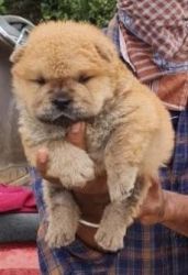CHOW CHOW PUPPY FOR SALE, HYDERABAD