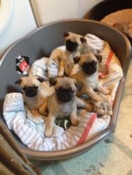 Chug Puppies Available