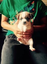 chug puppy male for lovely homes