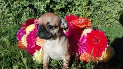 Adorable Chug Puppies Ready For Loving Homes