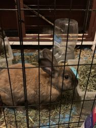 Rehoming pair of rabbits