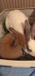 Rehoming bunnies