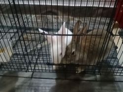 2 months old pair rabbits for sale in hyderabad
