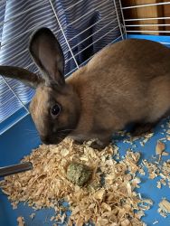 10 month old Female Bunny