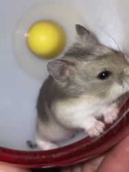 Hamsters for sale!