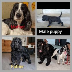 Cocker spaniel puppies available