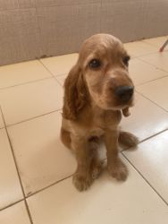 Cocker spaniel fully vaccinated