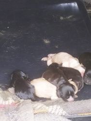 Coccer Spaniel puppies for sale in kerala