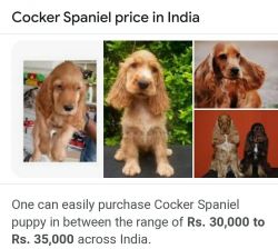 Cocker Spaniel Puppy For Sale