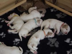 Clumber Spaniel Puppies available