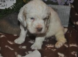 Akc F/m Clumber Spaniel Puppies For Sale