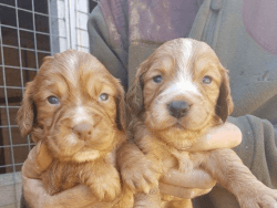 Beautiful Cocker Spaniel Puppies For sale.