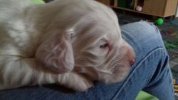 Clumber spaniel puppies